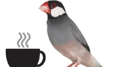 Crack Java Coding Interview
